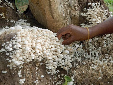 Toxic Mushrooms Could Help Cure Deadly Diseases New