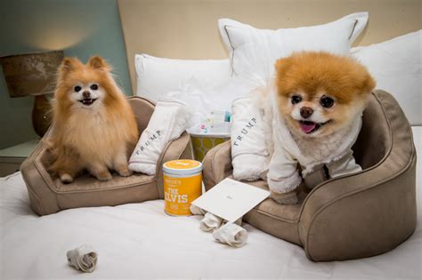 When cute won't cut it, try these words instead. Boo - "The World's Cutest Dog" at Trump Las Vegas ...