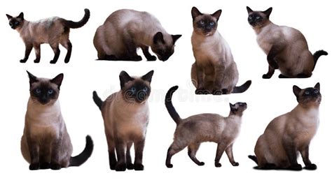 Set Of Adult Siamese Cats Stock Photo Image Of Fluffy 84801102