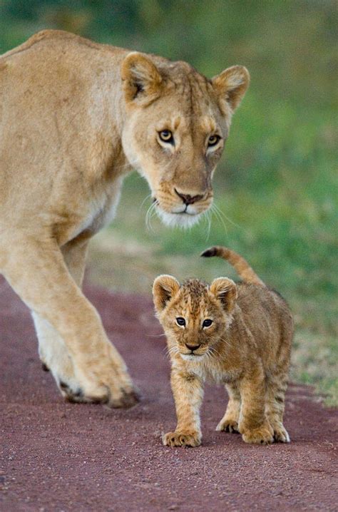 Close Up Of A Lioness And Her Cub Photograph By Panoramic Images