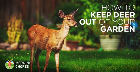 20 Ways To Deter Deer And Keep Them Out Of Your Garden Humanely