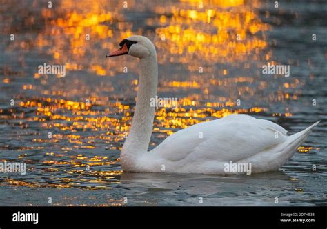 Mute Swan Cygnus Olor Male Swimming On An River With Reflections Of