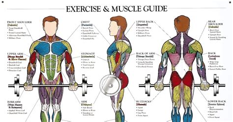 Human Back Muscle Chart Anatomy Charts And Posters Art Muscle Anatomy