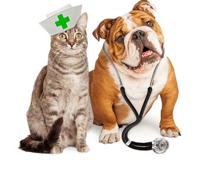 Vaccinating your dog or cat is easy, inexpensive, and can save your pet's life. Veterinarian Specialist Miami Pet Emergency Room Animal ...