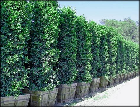 Planting trees along your boundary line is a good way grow yourself some privacy. Picture | Privacy landscaping, Ficus tree outdoor, Privacy ...