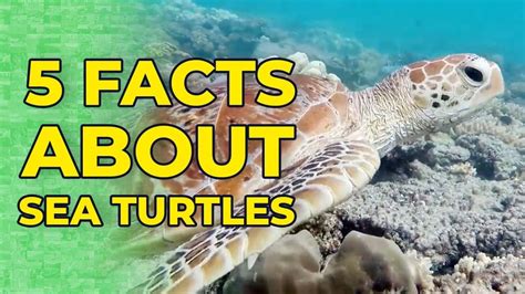 5 Facts About Sea Turtles Youtube