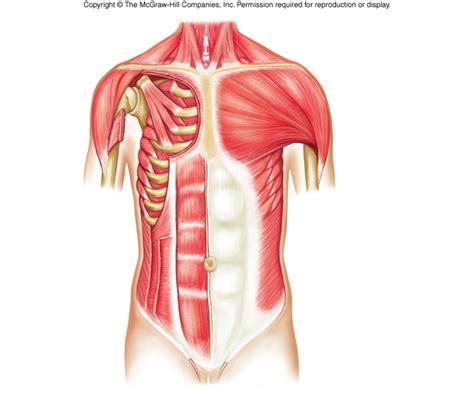 The superficial layer of the posterior compartment contains seven muscles that have a common origin of the supracondylar ridge and laterally epicondyle of the humerus (the common extensor tendon ) Axial Muscles - ProProfs Quiz