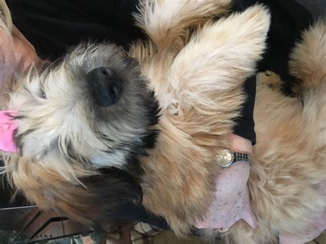 The soft coated wheaten terrier, wheaten for short, was bred as a farm dog and vermin hunter and guarding the farm. Soft-Coated Wheaten Terrier Puppies For Sale | Plymouth ...
