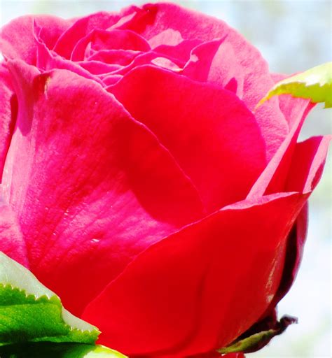 Ingyenes Képek Kivirul Virág Virágszirom Virágzás Szerelem Piros