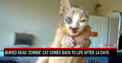 Buried Dead Zombie Cat Comes Back To Life After 14 Days