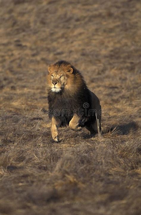 African Lion Panthera Leo Female Standing On Rock Stock Photo Image