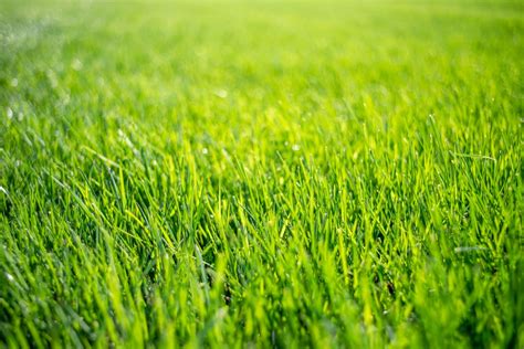 Tall Fescue Grass Care And Growing Guide Happysprout