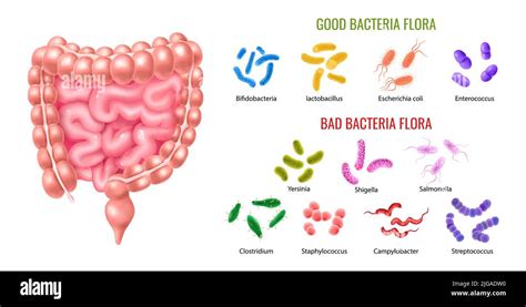 human colon bacterial flora infographics illustrated intestine anatomy and set of good and bad