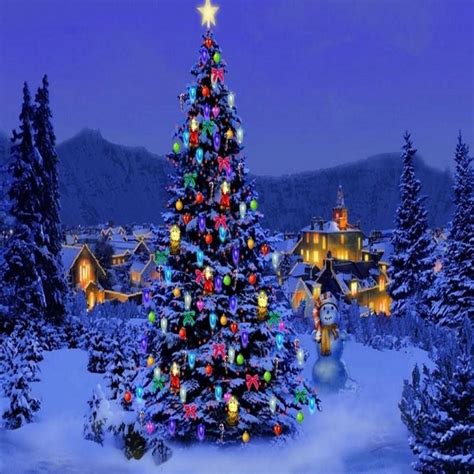 Beautiful Christmas Tree Mooie Kerstbomen Kerst Buiten Kerst