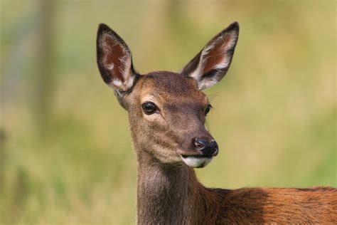 Red Deer Female By Nurturingnaturest On Deviantart