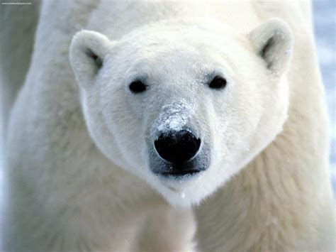 Discover The Largest Polar Bear Ever Recorded Az Animals