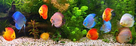 We also have a large selection of saltwater fish and corals, reptiles and small animals and welcome to aquariums west online! Hồ thủy sinh hay hồ cá thủy sinh?