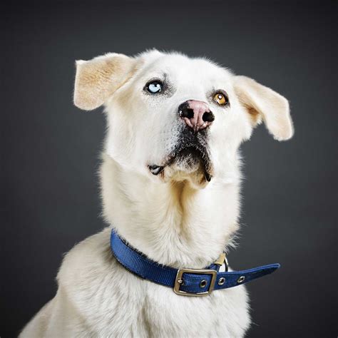 Goberian Dog Breed Everything About Golden Retriever Husky Mix