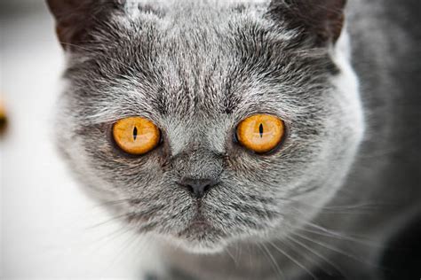 Best Amber Eyes Stock Photos Pictures And Royalty Free Images Istock