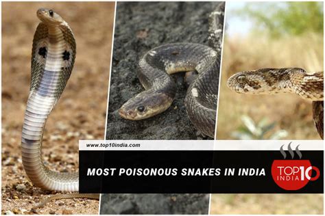 Most Poisonous Snakes In India Types Of Most Poisonous Snakes