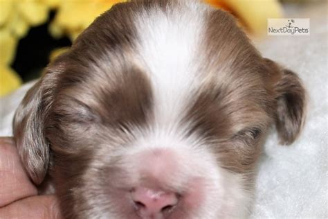 Baby boy bonus value puppies, which will save you money, (that is a good thing) health guaranteed and we provide lifetime support as well. Nestle: Cocker Spaniel puppy for sale near Denver, Colorado. | 8616cb9f-04e1