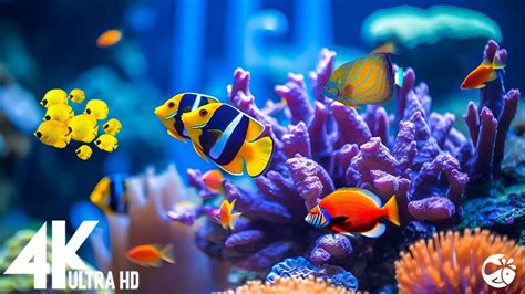 Aquarium 4k Video Ultra Hd Beautiful Coral Reef Fish Sleep