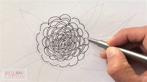Easy Sketching Camellia Flower Youtube