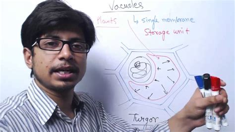 Structure and function of vacuole. Vacuole Structure and Function - YouTube