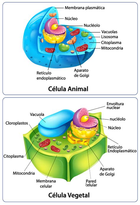 Los Dos Tipos De Celulas Eucariotas Amoci