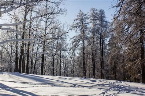 Morning Winter Frosty Landscape In The Park Winter Landscape Severe
