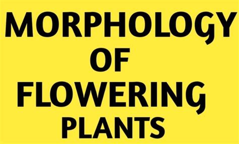 Morphology Of Flowering Plants 82 Plays Quizizz