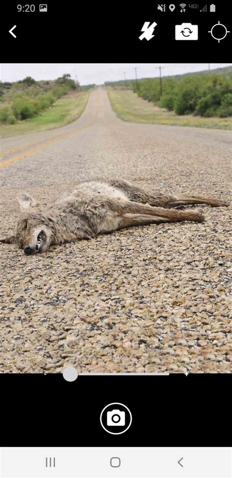 Utah Coyote Bounty Reporter Smartphone App