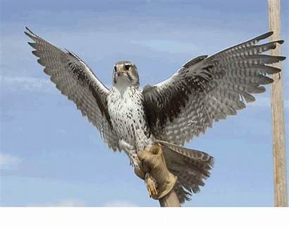 Birds Prey Falcon Species Gifs Bird Prairie