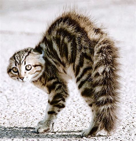 Scaredy Cat Gatti Carini Cuccioli Gabbia Per Gatto