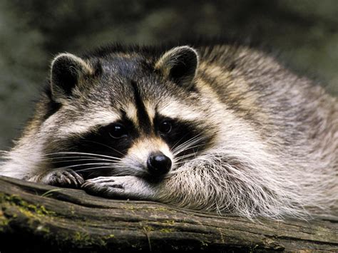 Raccoon Animals Photo 30710854 Fanpop