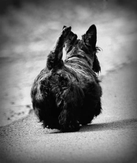 Funny Scottish Terrier Dog Photos Dog Pictures Animals And Pets Cute