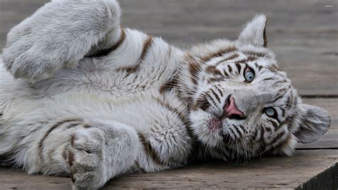 White Tiger Cubs Wallpaper 57 Images