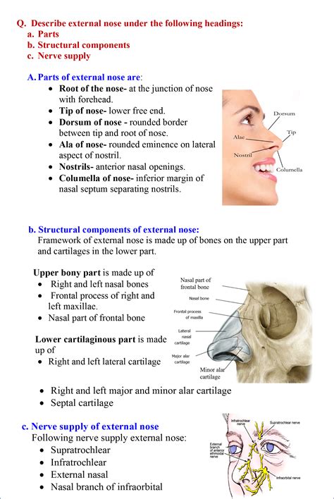 Diagram Diagram Of Nasal Cavity Mydiagramonline