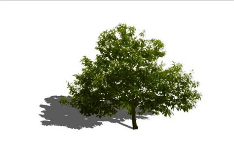3d Tree Model Design In Sketchup Free 3d 3d Tree Download