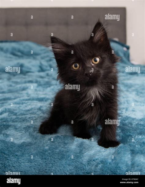 A Picture Of A Black Kitten Black Kittens Kittens Photo 41503191