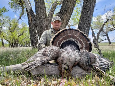 guided turkey hunts eastern colorado merriam and rio grande hunts