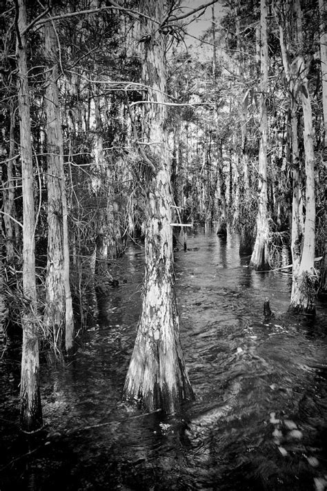 Everglades 5200bw Photograph By Rudy Umans Fine Art America