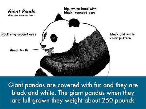 Giant Panda Food Web Diagram
