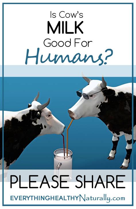 Is Cows Milk Good For Humans Everything Healthy Naturally Cows