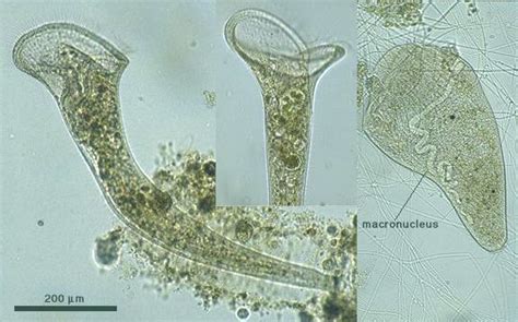 Single Celled Organisms Protists Single Celled