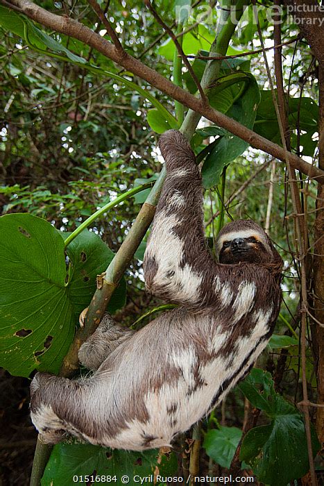 Stock Photo Of Brown Throated Three Toed Sloth Bradypus Variegatus