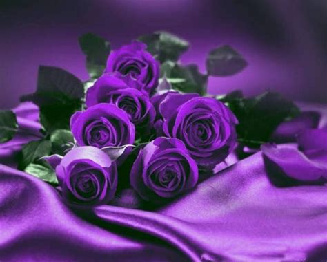 Happy Valentines Day World Purple Flowers Purple Roses All Things