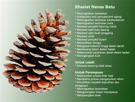 Nenas batu juga mampu berfungsi melawaskan kencing dan mengurangkan kesan menopaus. 6 Faedah dan Khasiat Yang Luar Biasa Tentang Nenas Batu