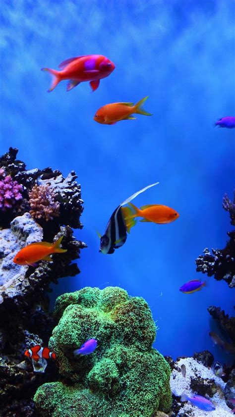 Underwater World Tropical Fish Desktop Background Hd Fish Wallpaper Images