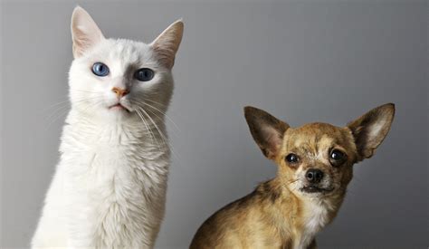 12 Undeniable Reasons Why Cats Are Better Than Dogs